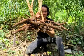 热带雨林里种植木薯，这是野外最好的口粮，独自在丛林生存