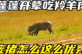 蓬蓬开荤吃羚羊肉。同样是狮子鬣狗的下酒菜疣猪怎么这么优秀。视频封面