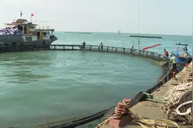 湛江遂溪“黄金鱼”迎来丰收季，年产量占全国40%总产值超百亿元视频封面