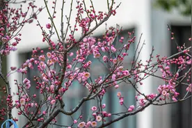 春江水暖鸭先知，鼋头渚樱花开了，春天来了视频封面