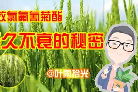 高效氯氟氰菊酯，卖了40年依然畅销不衰，真有那么好用？真有！视频封面