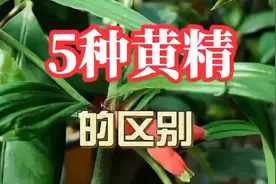 常见黄精有5种，它们都有哪些区别？2分钟时间就能全部了解视频封面