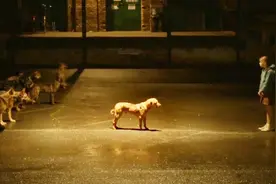 狗王为了报复人类，带着200只流浪狗咬人类，看到主人时全场寂静视频封面