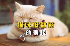 智商低的猫咪，通常有这4种表现！视频封面