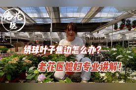 绣球叶子焦边干枯是怎么回事？老花医媳妇为您专业讲解！