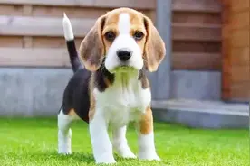 汪星人比格猎犬视频封面