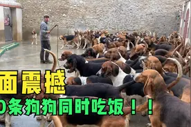场面极其震撼，主人一声令下，500只狗狗同时涌入吃饭！视频封面