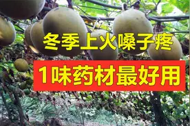 冬季爱上火嗓子疼，常用1种中药泡水喝，润肺生津，还能降血糖。