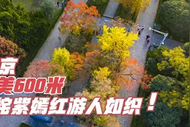 南京这条路已姹紫嫣红，成“中国最美600米”，错过只能再等一年