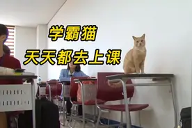 校园流浪猫竟是学霸，每天都要去上课，进修五年成为猫学长视频封面