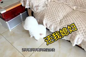 听到铲屎官说把自己的媳妇送走了，小公狗立马扭头不高兴了，好逗视频封面