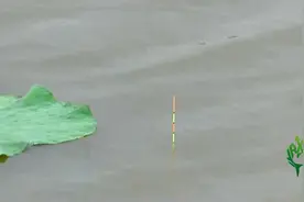 用红虫钓鱼找不到底？那可能是操作错误，这才是正确的调漂方法视频封面