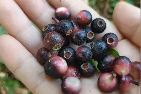 地菍，它的根部是很好的药材，见到别错过，用来煮水好处真多视频封面