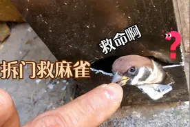 为了救一只小麻雀把门拆了，终于知道原来鸟掉进井里真的飞不出来视频封面
