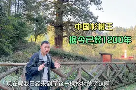 贵州发现中国最大杉树王，距今已有1200年，树的直径就有2.2米视频封面