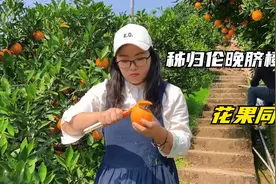 5月湖北秭归伦晚脐橙正采摘，花果同枝，吃一次少一次，别不懂吃视频封面