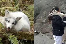 重庆南山公园惊现白狐，扑到女子怀里求抱抱，会撒娇的白狐！视频封面