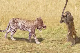 豹子上树捕猴展现绝技，一招“空中飞豹”，让猴子无路可逃！视频封面