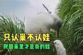 幼鸟意外跌出巢外，鸟妈妈看着孩子死去也不施救，这是为什么呢？