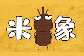 大米里的黑色小虫子，是从哪里冒出来的？