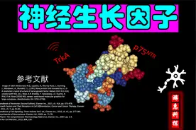 神经生长因子-调节神经元生长-1986年诺贝尔生理医学奖视频封面