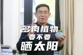 多肉植物要不要晒太阳？园艺师教你，其实很多人都晒错了视频封面
