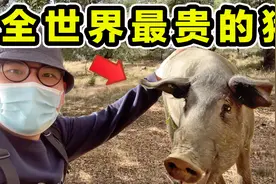 全世界最贵的猪，一条腿卖1万，一年卖8亿，到底有多好吃？视频封面
