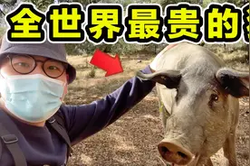 全世界最贵的猪，一条腿卖1万，一年卖8亿，到底有多好吃？视频封面