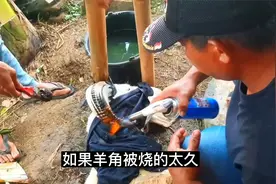 山羊为什么要去角？直接切掉不可以吗？干嘛大费周章去给羊角整型