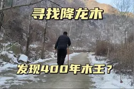 雪后去终南山寻找降龙木，发现一根400年木王，还有一根九道木