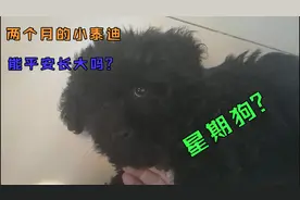两个月的小狗怕是星期狗，现在已经过了十天算安全吗视频封面
