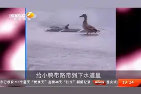 鸭妈妈领小鸭子遛弯，不料小鸭全跌入下水道，这可咋办|都市热线视频封面