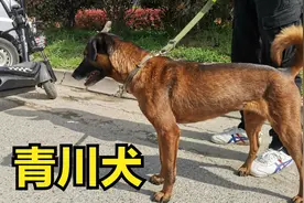 陕南狗集偶见青川猎犬，撵山狗机灵听话还能看家护院，贵的上万元