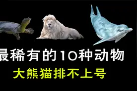 世界上最稀有的十种动物，大熊猫根本排不上号，第一名仅剩两只视频封面