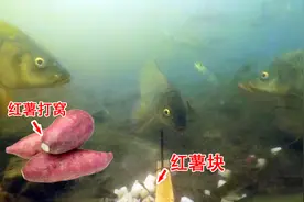 很多人不知道，红薯也可以直接打窝的，商品玉米都没这效果好
