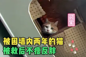 被困墙里两年的橘猫，获救后不瘦反胖，原来每天有人来喂它视频封面