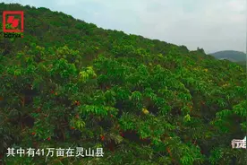 这里千年以上的荔枝古树竟有一万多棵，古树还有着吉祥的美好寓意视频封面