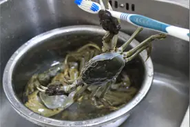 螃蟹好吃，但是你都洗干净了吗？水产老板教的方法，快来围观视频封面