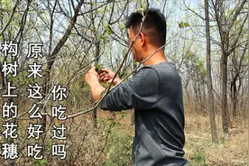 农村小伙采摘新鲜构树花穗，教大家两种特色做法，清淡清香有营养视频封面