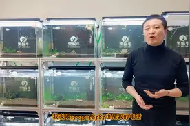 水晶虾泥和水草泥的区别视频封面