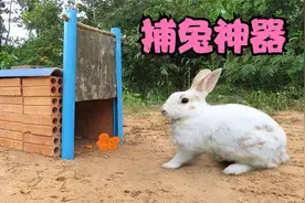 国外小哥自制捕野兔神器，轻松捕获野兔，材料只需砖头和绳子视频封面