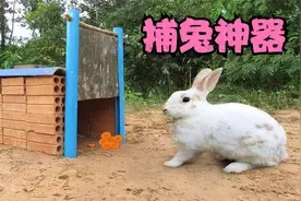 国外小哥自制捕野兔神器，轻松捕获野兔，材料只需砖头和绳子视频封面