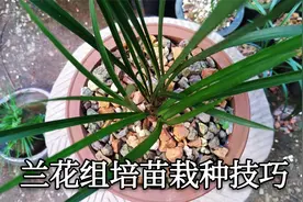 组培的兰花不要直接种，项羽教你正确种法，服盆快，方法还简单视频封面