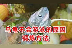 乌龟沉水底不动怎么办？多是因为长期浅水养，草龟不会游泳的原因视频封面