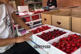 国产樱桃哪个品种最好吃，美早 萨米托 布鲁克斯？视频封面