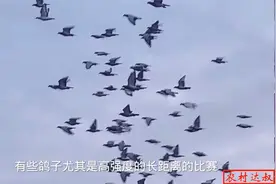 给鸽子排酸快速恢复体能的三种方法，你知道吗？视频封面