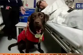 导盲犬被特许进病房探望生病的主人，一见到主人，尾巴就摇起来！视频封面