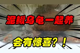 网友说：泥鳅和乌龟一起养，会发生意想不到的惊喜！