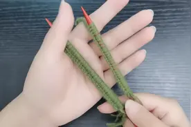 没想到这样起针这么简单，1根棒针1根大拇指就能完成，你学会了吗视频封面