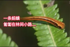 一条蚂蟥潜伏在林间小路，伺机......
